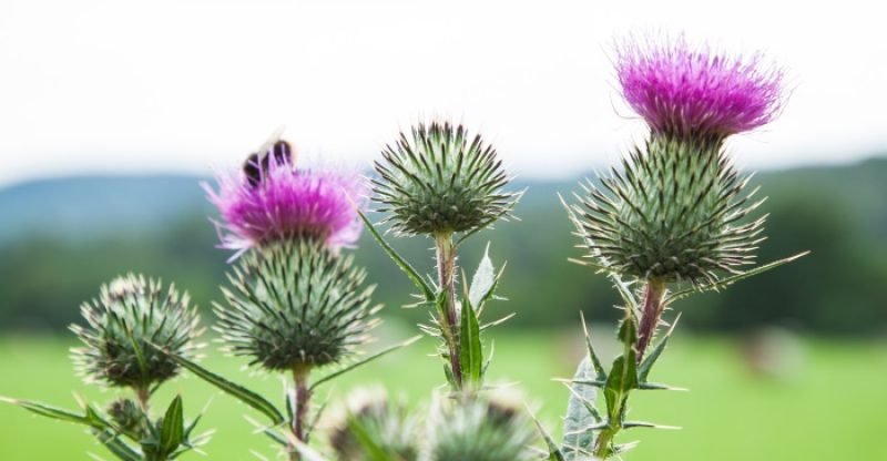 6 Benefits of Milk Thistle, According To Science
