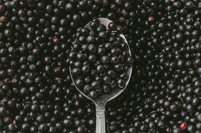 The Elderberry Effect - How This Powerhouse Boosts Your Immune System