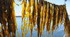 kelp benefits