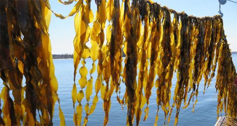 8 Benefits of Kelp That Will Keep This Algae Superfood In Your Diet