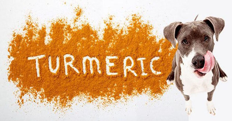 Turmeric For Dogs? Here's What You Need To Know