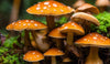 health benefits of Mushrooms