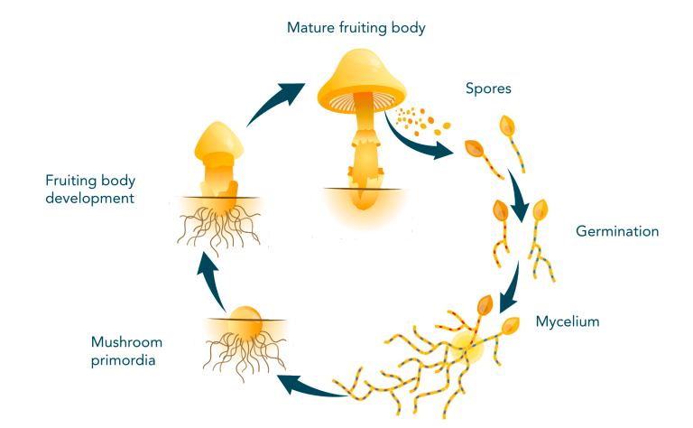 fruiting bodies mushroom