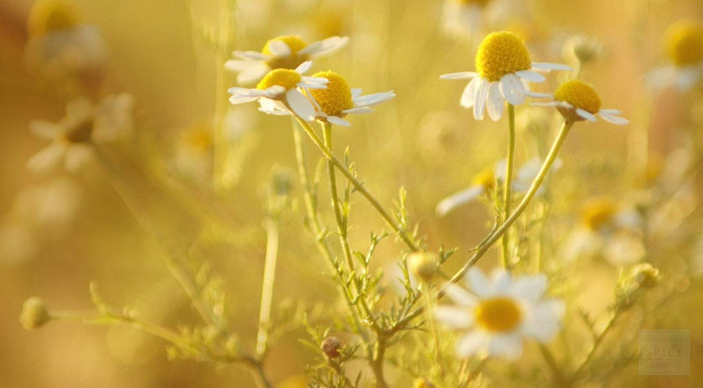 happy flowers