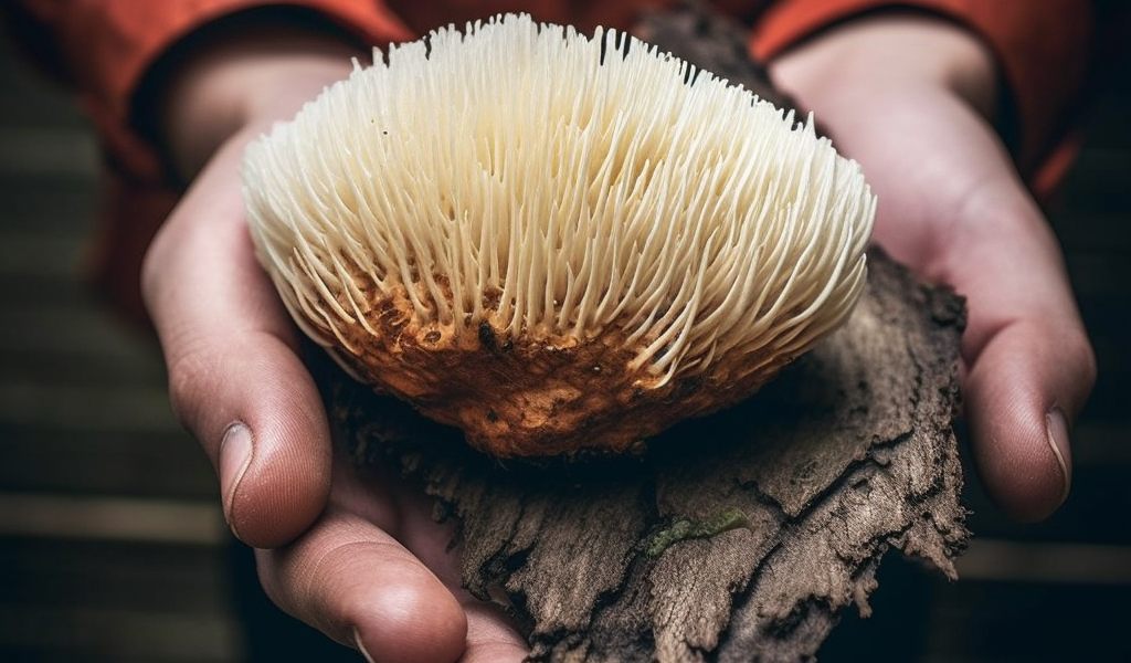 lion's mane mushroom