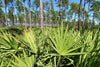 saw palmetto plants