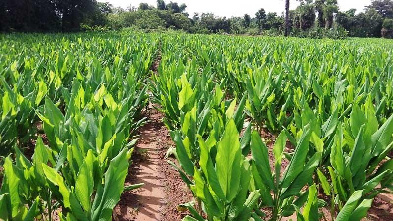 turmeric plants