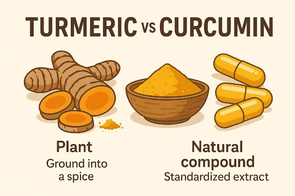 Educational illustration comparing turmeric root and powder with curcumin extract capsules, showing the visual difference between the whole plant and the isolated compound.