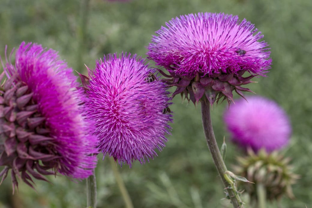 milk thistle plant